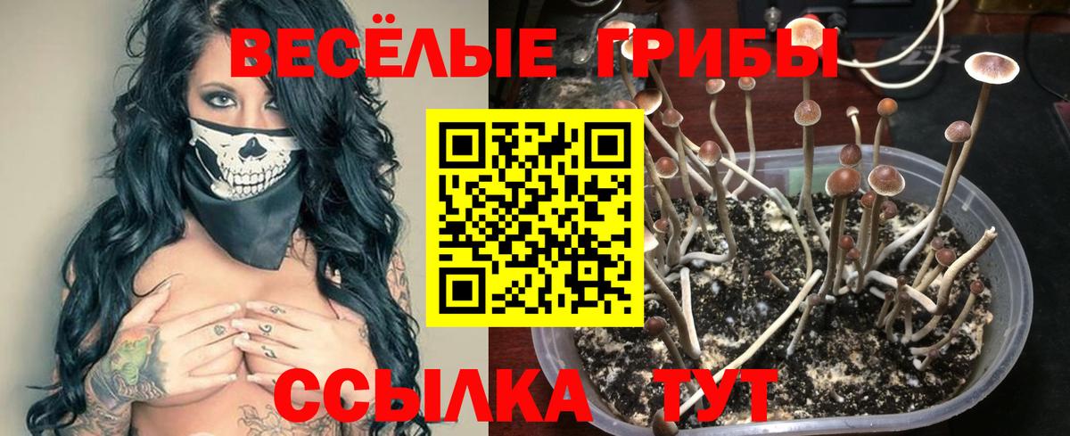 Галлюциногенные грибы мицелий Сланцы